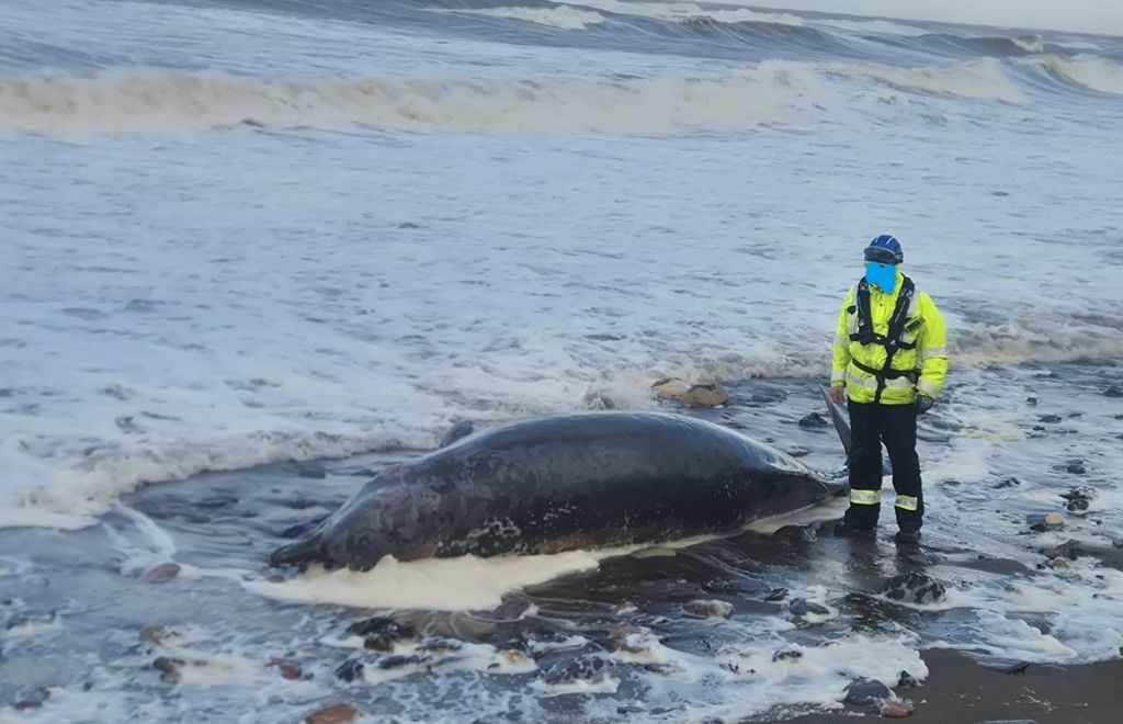 Dead Whale Washes Ashore on West Cumbria Beach During Storm Boelo