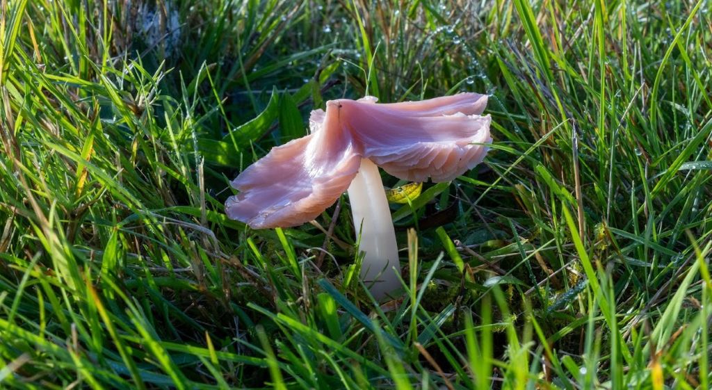Rare and Endangered Fungi Discovered on Cumbrian Village Green