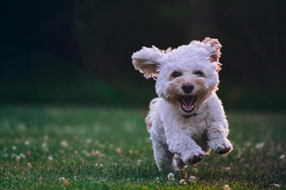 RSPCA and Dogs Trust Say Pet Owners Have Been Forgotten in Budget