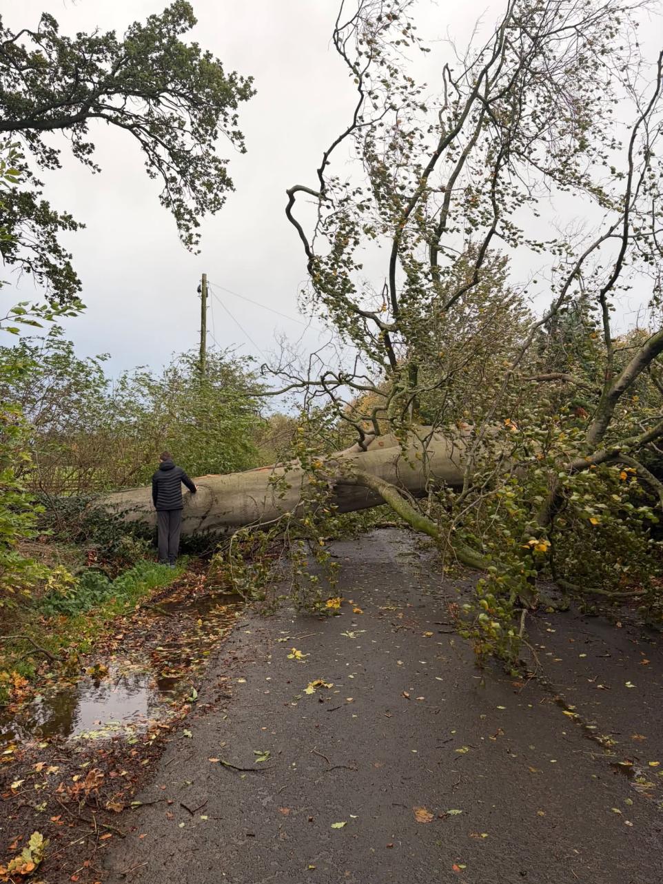 Storm Boelo Leaves Fallen Trees and Road Disruption Across Cumbria