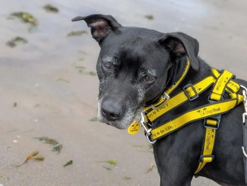 10-Year-Old Staffie Called Princess Needs Forever Home.