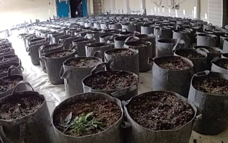 £2.5 Million Cannabis Farm Discovered In Vacant Barrow Building