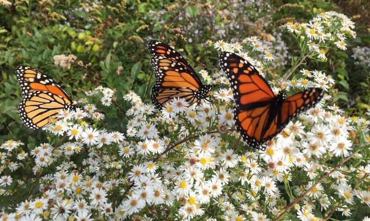 £60 Million Wildlife Fund To Protect Hundreds Of Threatened Species