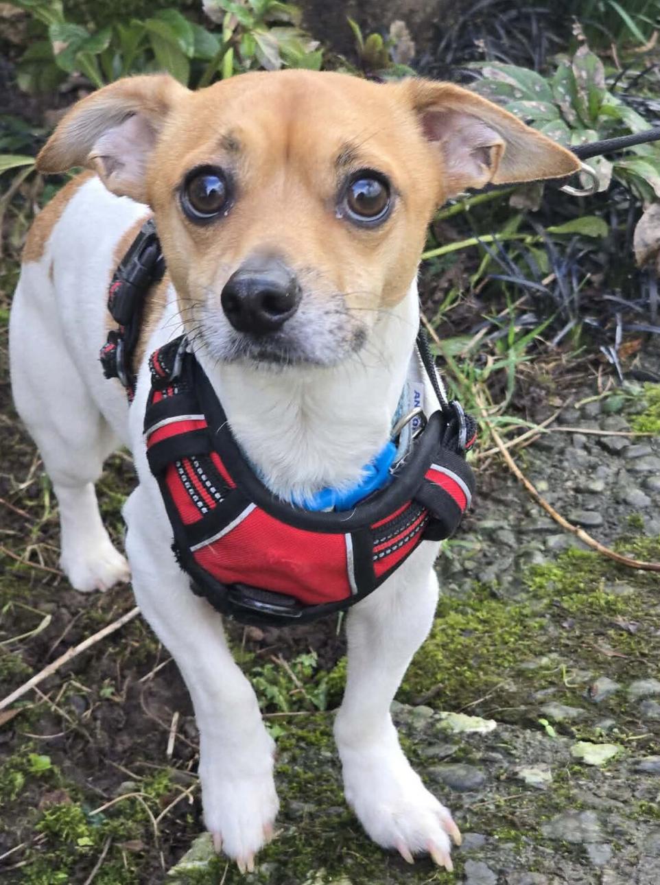 Adorable Two Year Old Rescue Dog in Cumbria Searching for Forever Home
