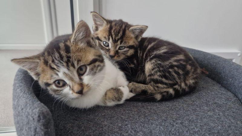 Adorable Valentine’s Day Kittens Looking for Loving Homes After Special Litter Born