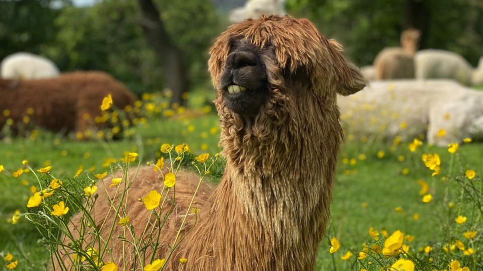 Alpaca attraction wins hearts of Lake District visitors