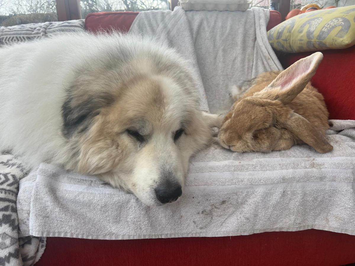 Animal Concern Shares Heartwarming Updates from Rescue Pets Now Thriving