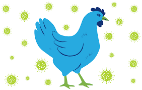 Australia Detects First H5 Bird Flu Case as Contagious Virus Reaches New Continent