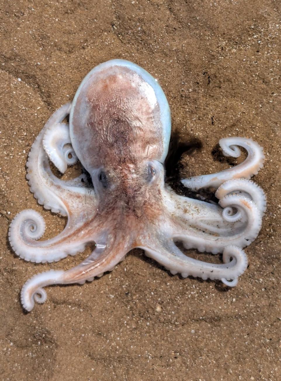 Barrow Man Saves Octopus While Walking Dogs At Earnse Bay.