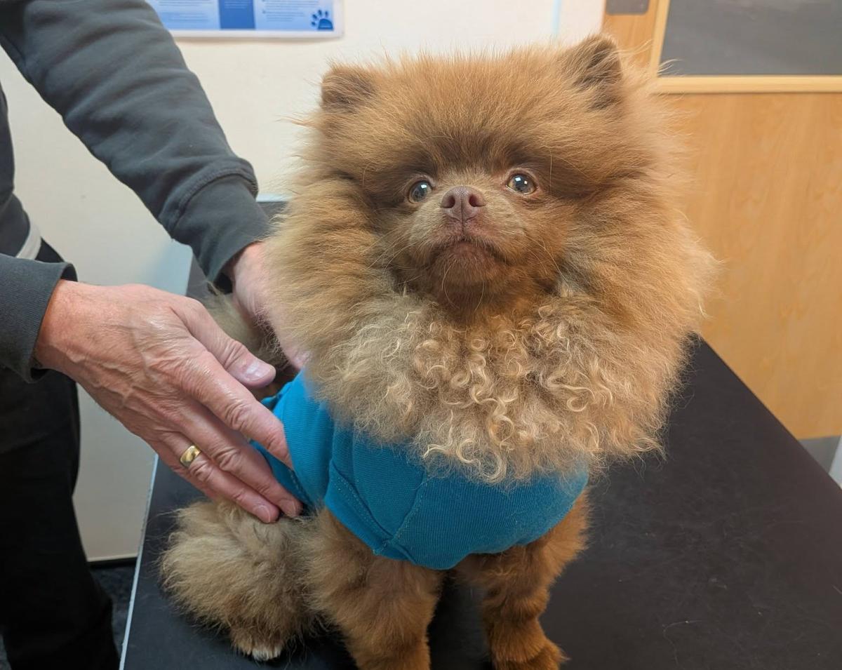 Barrow Puppy Makes Full Recovery After Traumatic Dog Attack