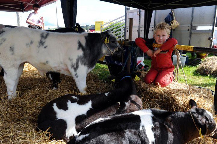 Bull Breaks Loose at UK Agricultural Show, Sparks Chaos Among Crowds