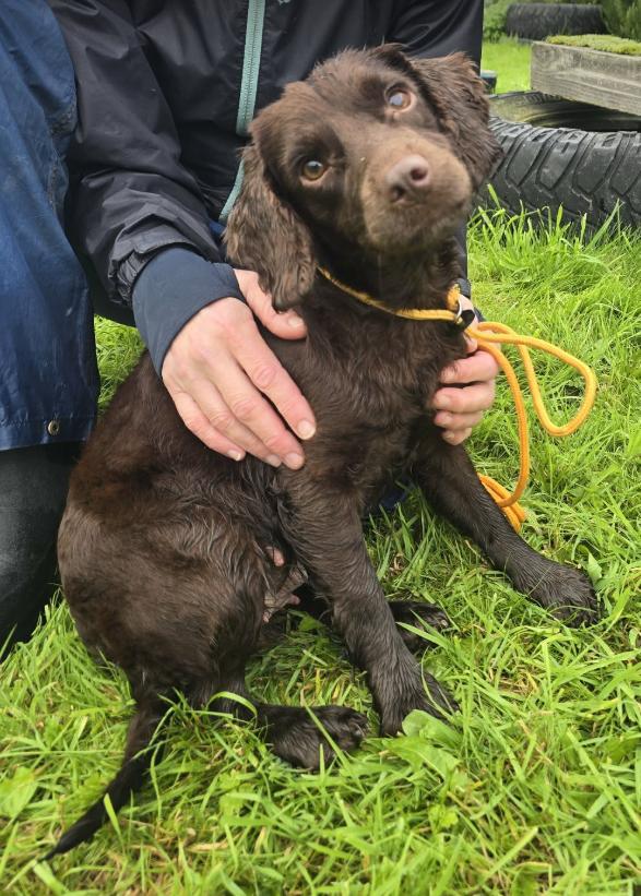 Chocolate Cocker Spaniel Hopes To Leave Rescue For Loving Forever Home.