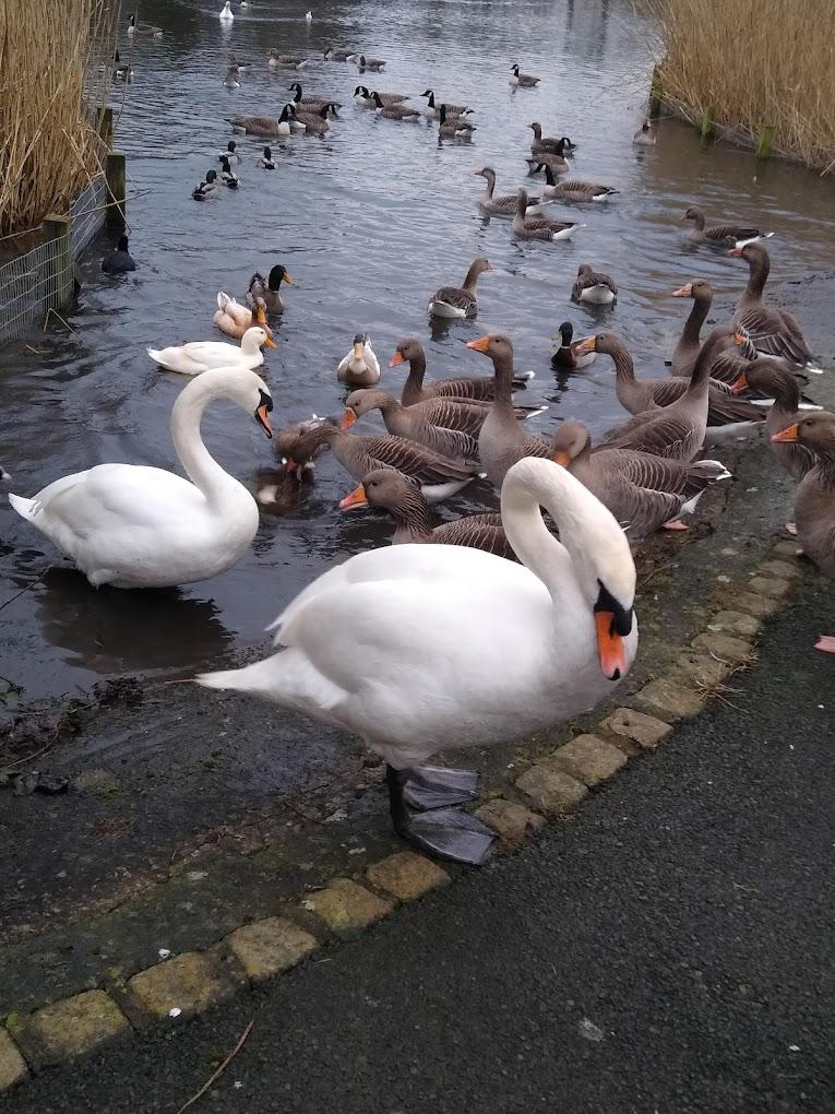 Community Outrage After Alleged Bird Cruelty at Barrow Park