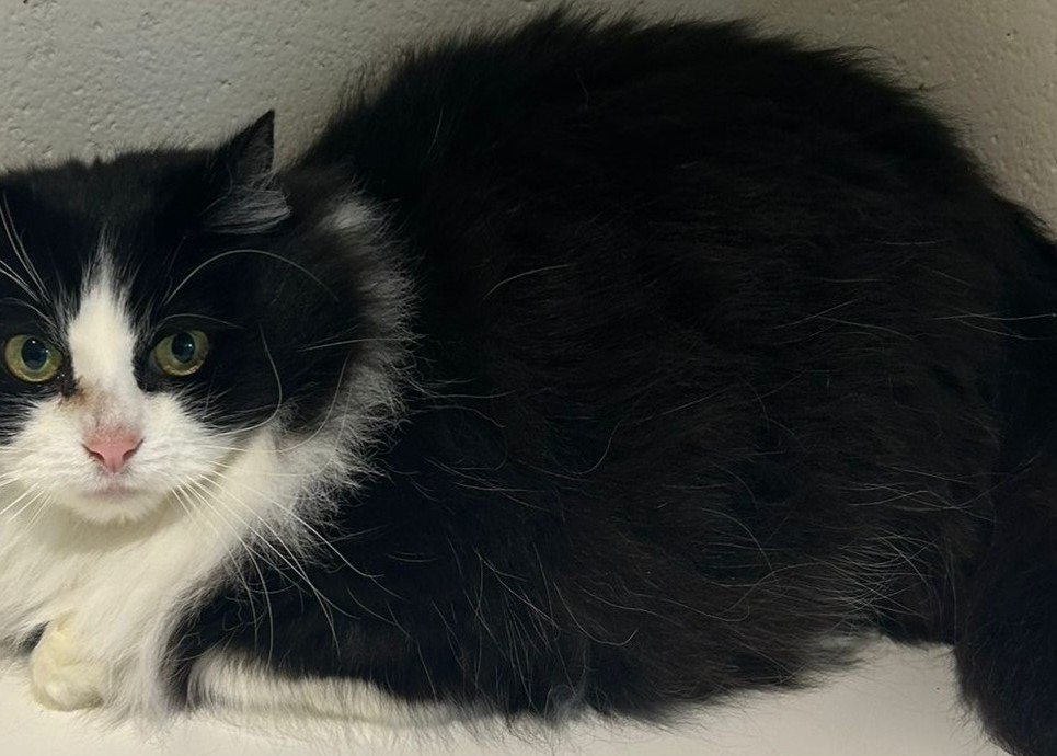 Cumbrian Animal Rescue Appeals for Urgent Support Amid Financial Crisis