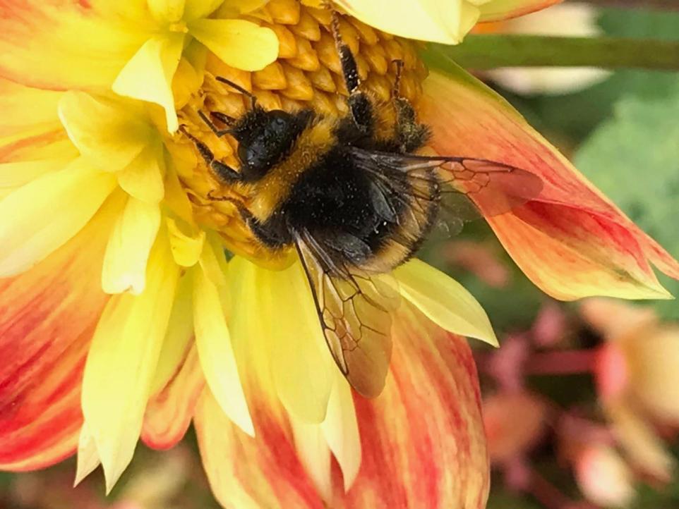 Cumbrian Bee Saving Project Receives National Award.