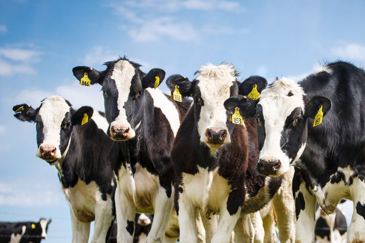 Cumbrian MP Urges Prime Minister To Make Bluetongue Outbreak An Urgent Priority