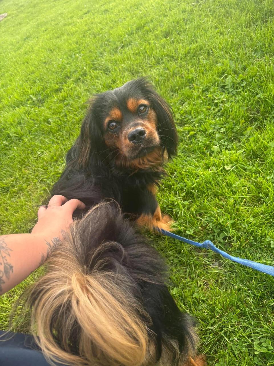 Cute Cavalier Cross Bruno Seeks Loving Forever Home.