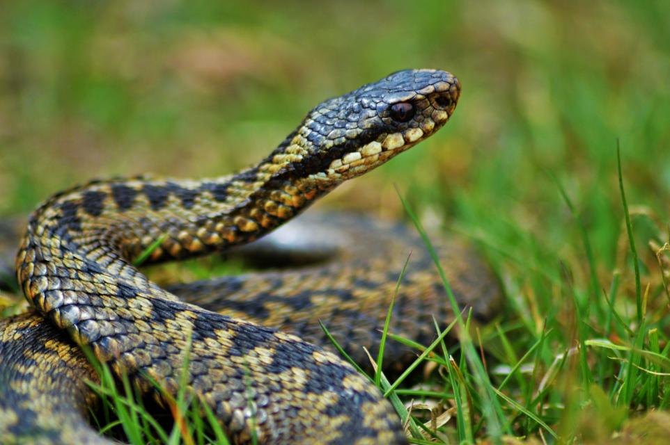 Dog Walkers in Cumbria Issued Urgent Warning Over Venomous Adder Bite Risk