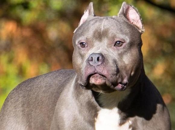 Egremont Man’s Banned Dog Bruno Given Second Chance as Court Considers Reprieve Options