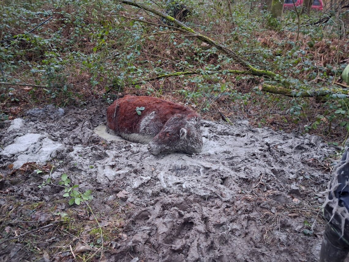 Firefighters Spend Hours Freeing Cow Stuck in Mud Near Keswick