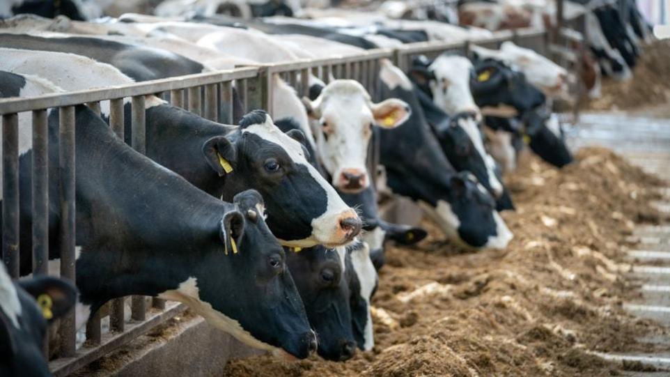 First Cases Of Bluetongue Confirmed At Two Cumbrian Farms.