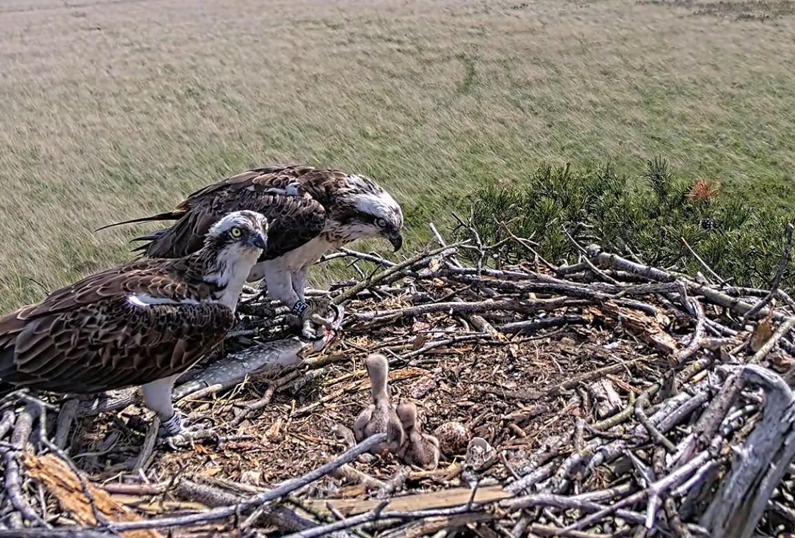 Five Osprey Chicks Boost Strong Season At Foulshaw Moss