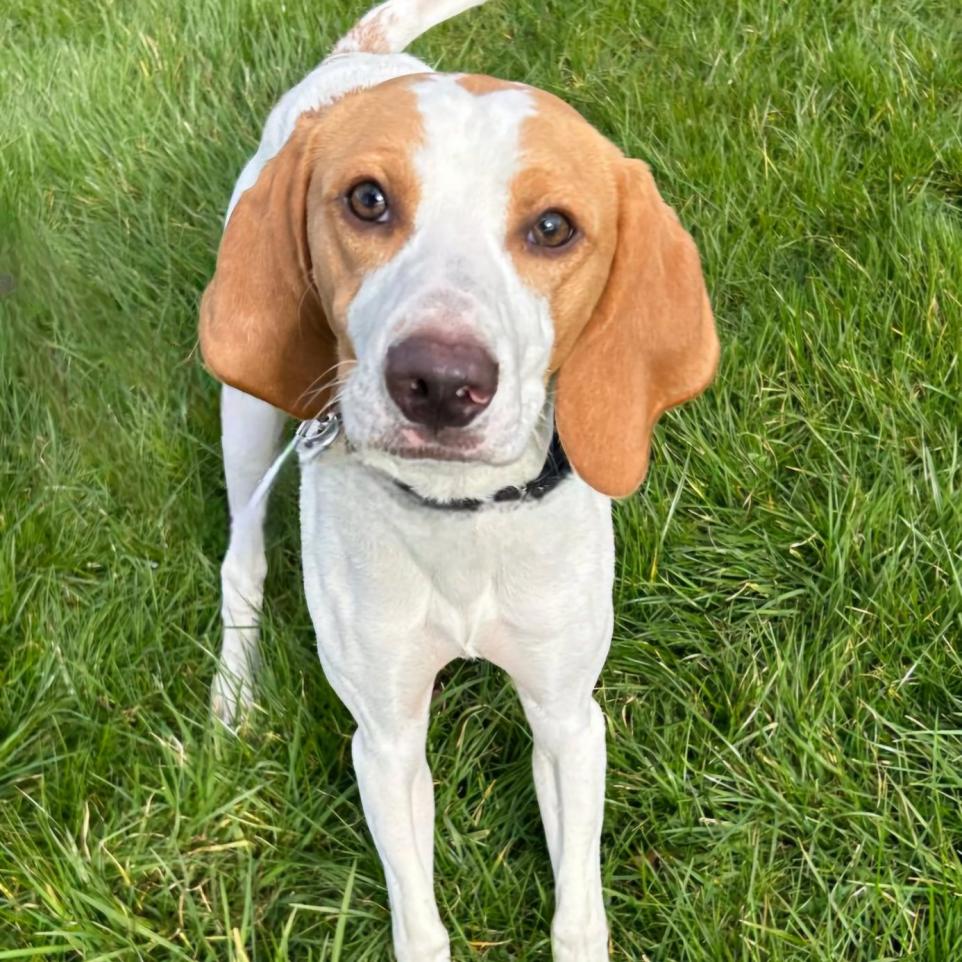 Friendly 11 Month Old Dog Seeks Loving Forever Home in Barrow