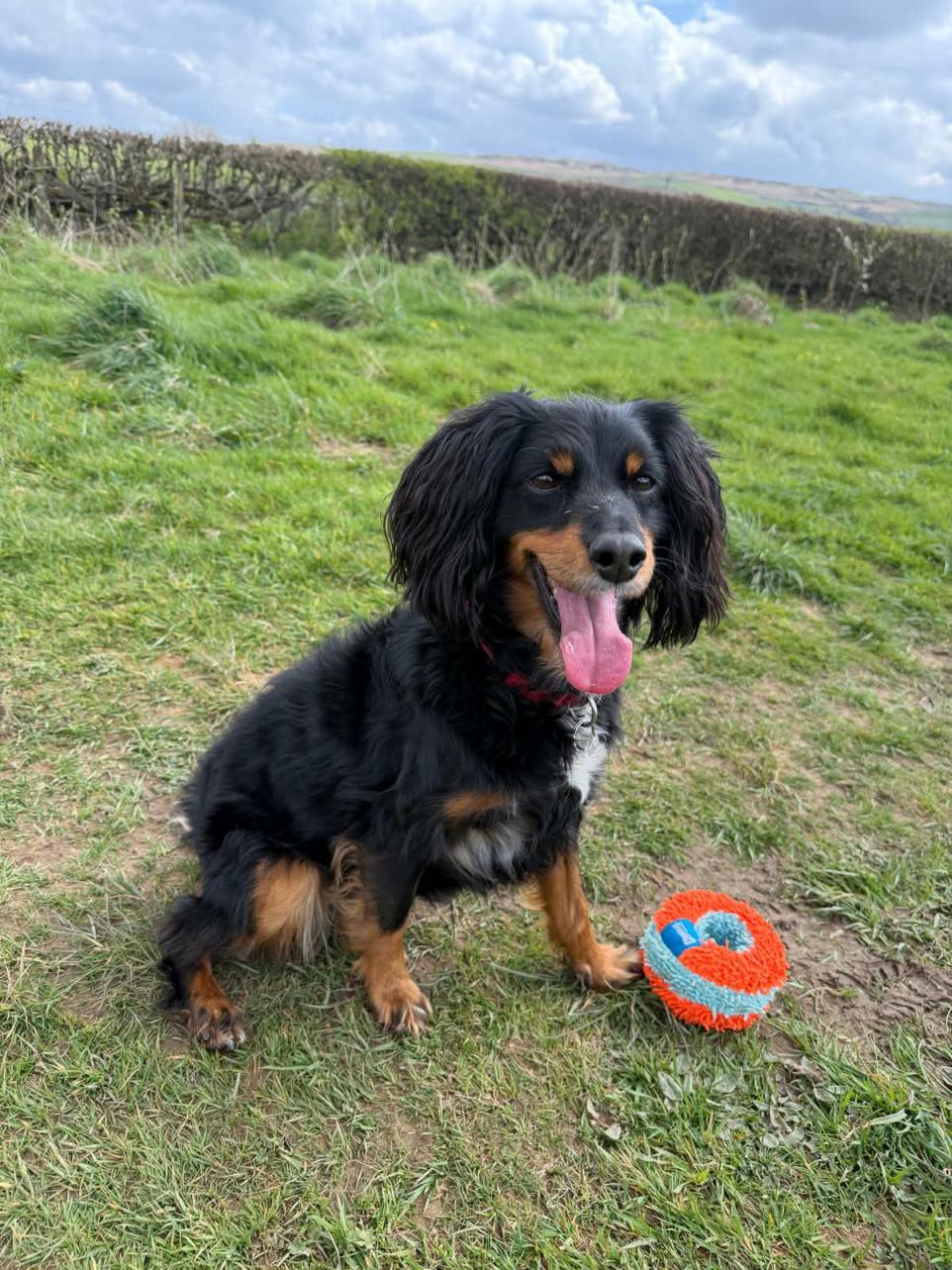 Friendly cockapoo soon to start search for loving new home