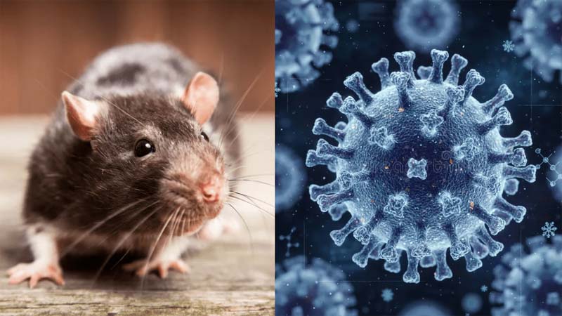 Hantavirus Outbreak Claims Lives as Global Health Authorities Issue Alert.