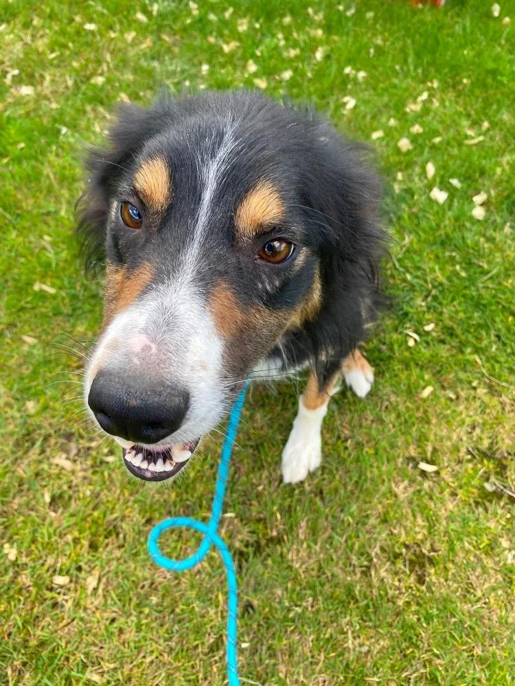 Happy Homeless Collie Troy Hopes To Find Loving Family.