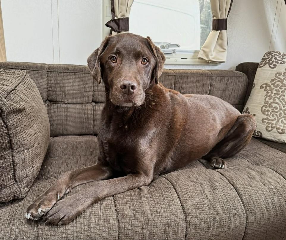 Heartbroken Family Plead for Help as Missing Dog Milo Remains Unfound