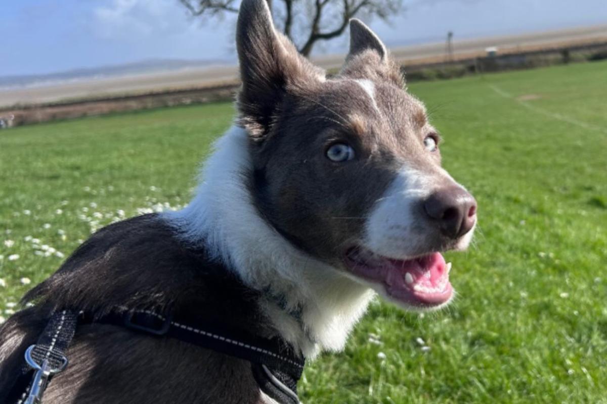 Heartbroken Owners Urge Dog Walkers To Beware Of Deadly Blue Green Algae