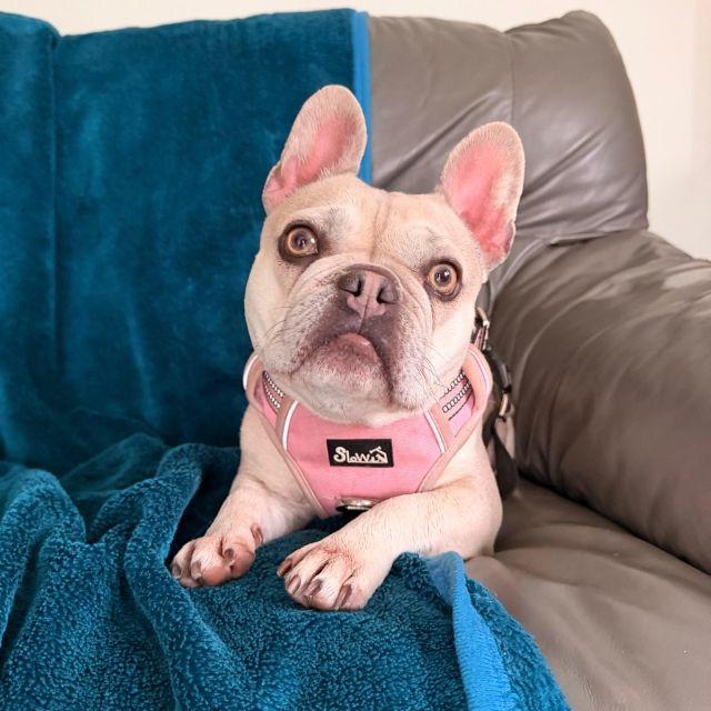 Heartwarming Appeal as Rescue French Bulldog Searches for Forever Home in Cumbria