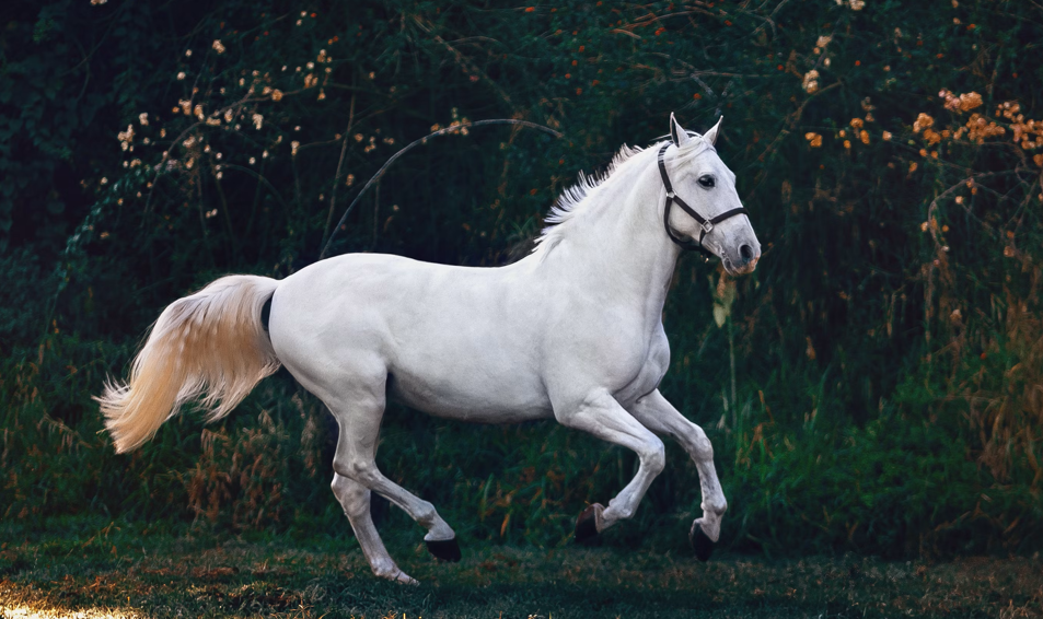 Horse Rider Dies Following Tragic Accident at Cumbria Cross Country Equestrian Event