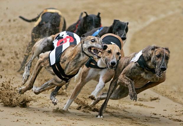 Hounds Return To Moss Peteral For Traditional Racing Event