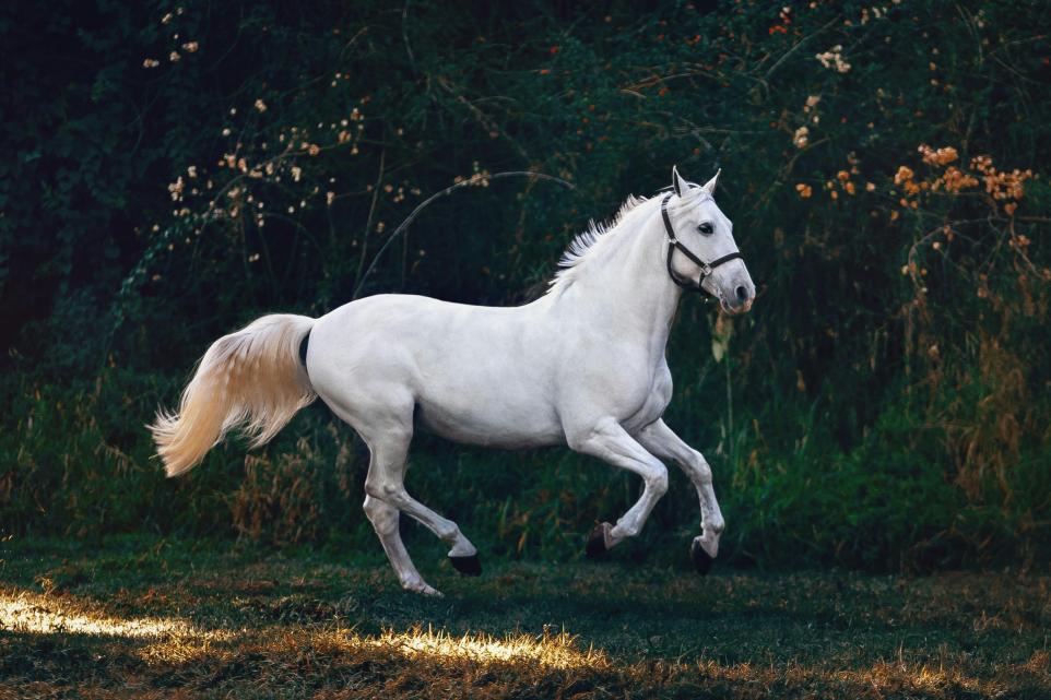 Lake District Farm Lodges Plan To Offer Guided Horse Rides and Horse Hire Experiences