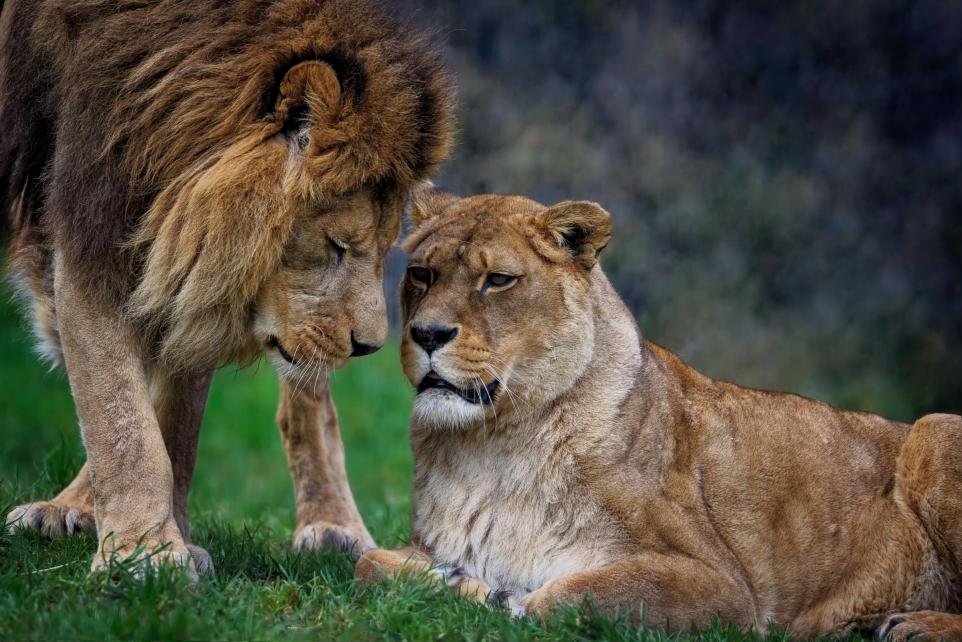 Lions and Panthers Reported in Cumbria as Shocking Big Cat Sightings Revealed