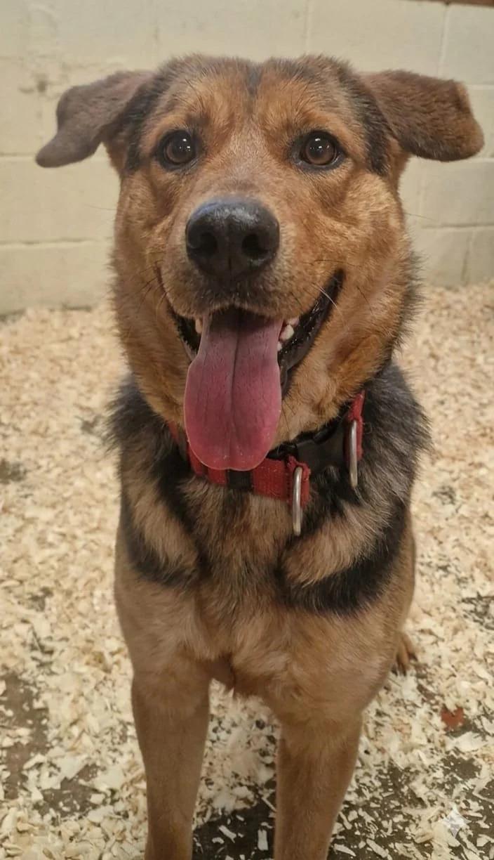 Lonely Labrador Still Waiting as Puppies Find Homes