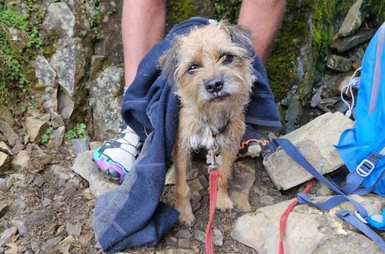 Lost Dog Found Alive On Helvellyn After Almost Three Weeks