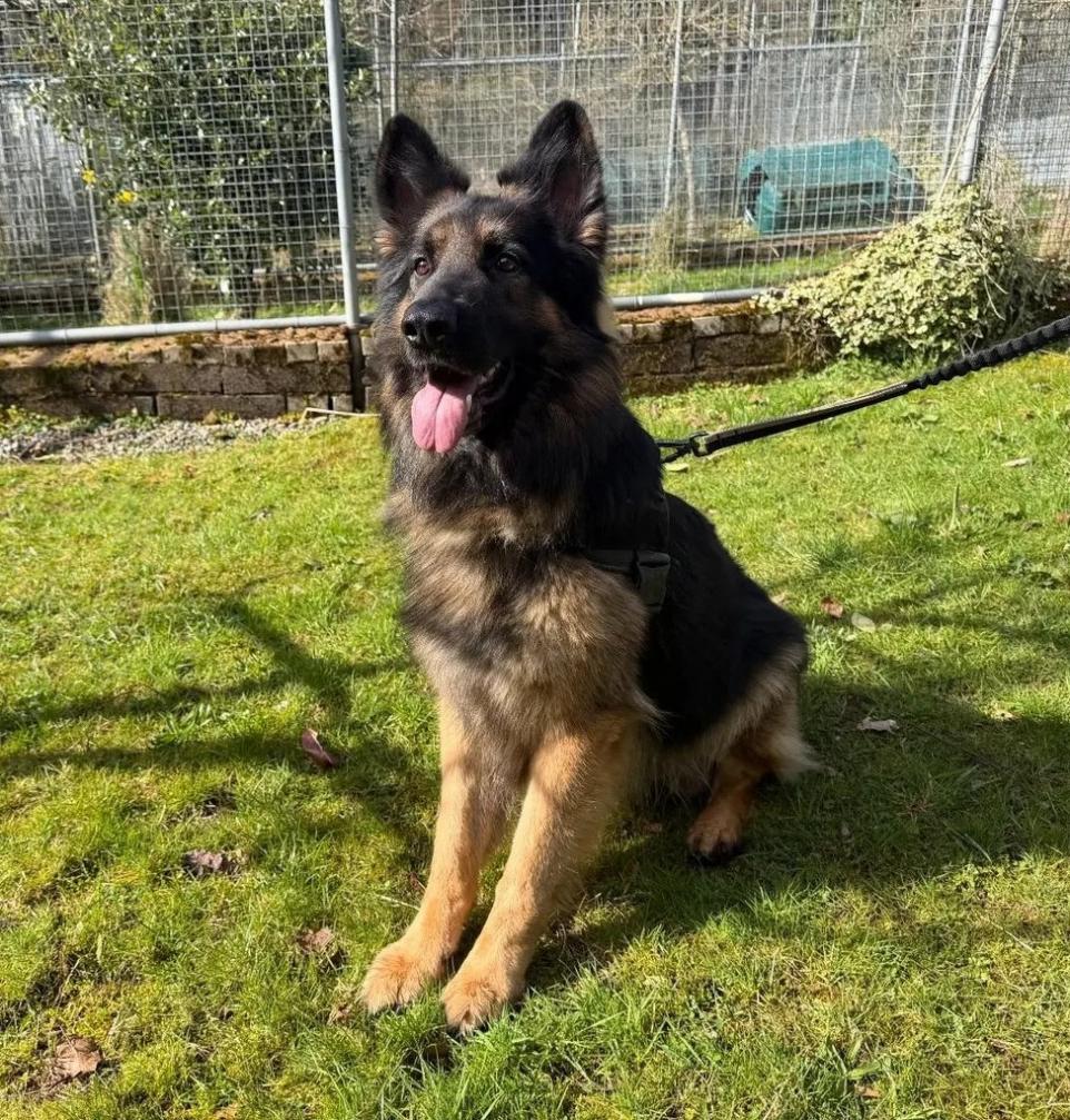 Loyal German Shepherd Icarus Searching for Loving Forever Home in Cumbria