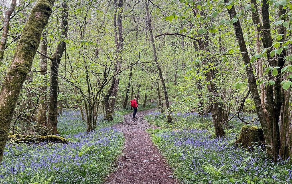 Major Search Launched in Lake District Forest After Person Reported Missing