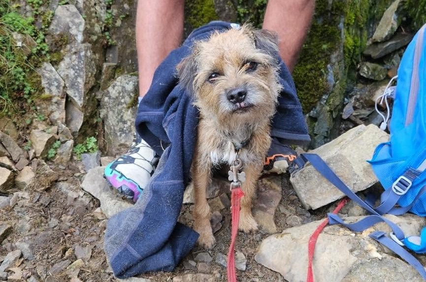 Missing Dog Teddy Rescued from Helvellyn After Nearly Three Weeks