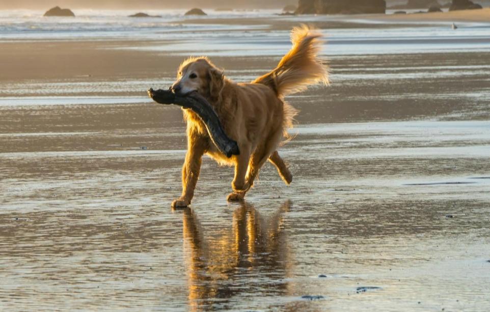 Morecambe Bay Walks to Introduce Dog Limits in 2026 to Protect Wildlife and Improve Safety
