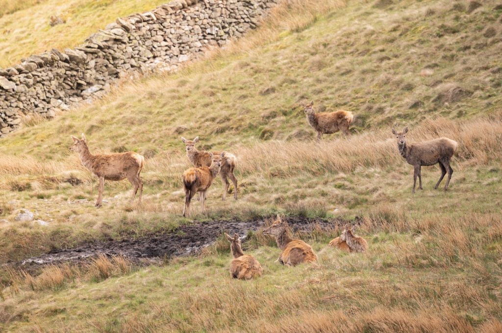New Deer Management Strategy Launched to Protect Lake District Landscape