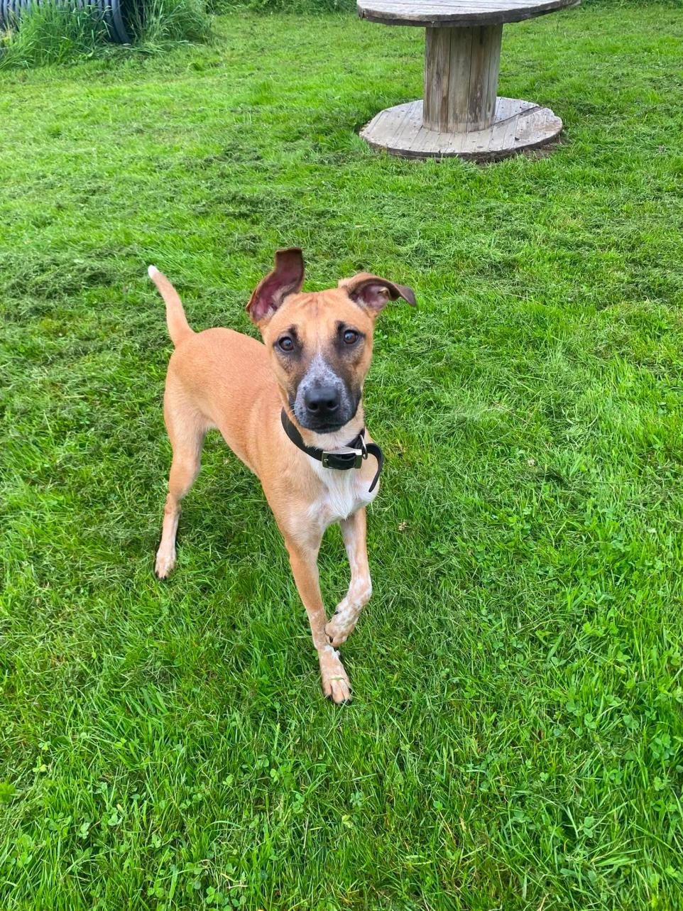 Nine Month Old Rescue Lurcher Seeks Foster Or Forever Home In Cumbria