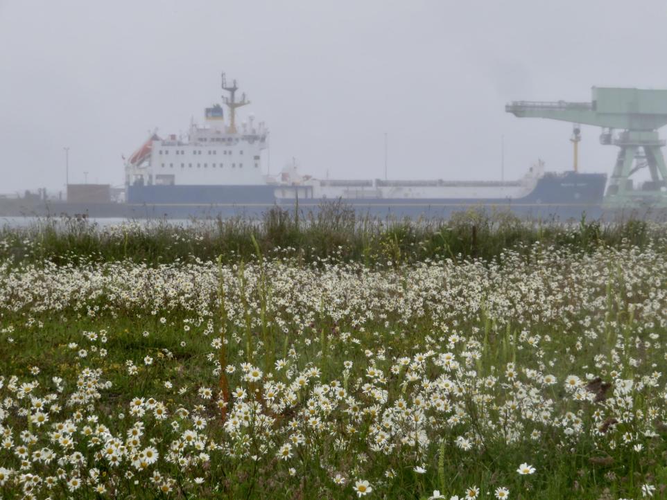 Nuclear Waste from Sellafield Shipped to Germany in Major Cross-Border Transfer