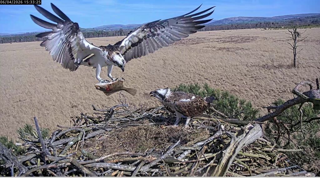 Ospreys Return to South Cumbrian Nature Reserve for New Breeding Season