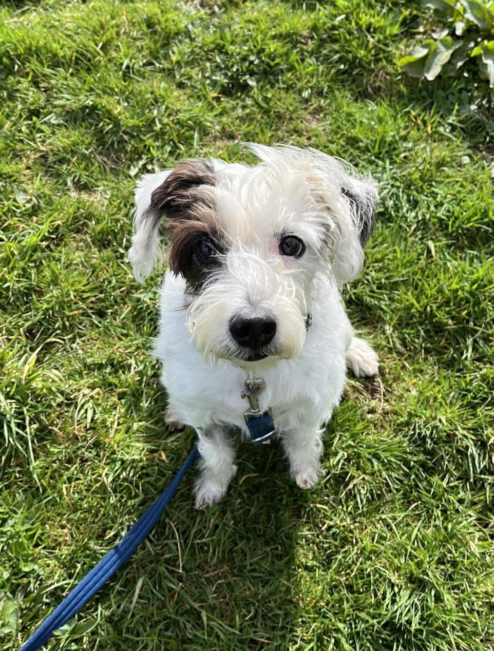 Overweight Pooch at Cumbria Rescue Ready for Loving New Home After Transformation
