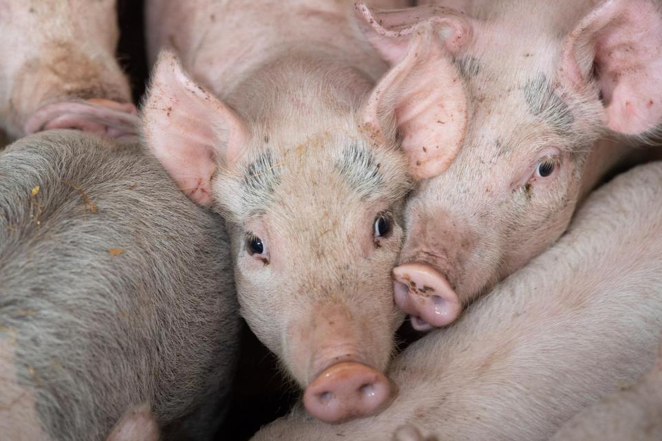 Pig Farm And Peacock Plans Off Ashes Lane Win Approval Despite Local Concerns.