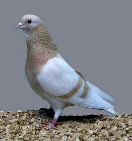 Pigeon Racing Community Rallies After Fire Destroys Cleator Moor Lofts